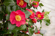 Camelia Japonica 'Dr. Re' - ↨90Cm - Ø29Cm