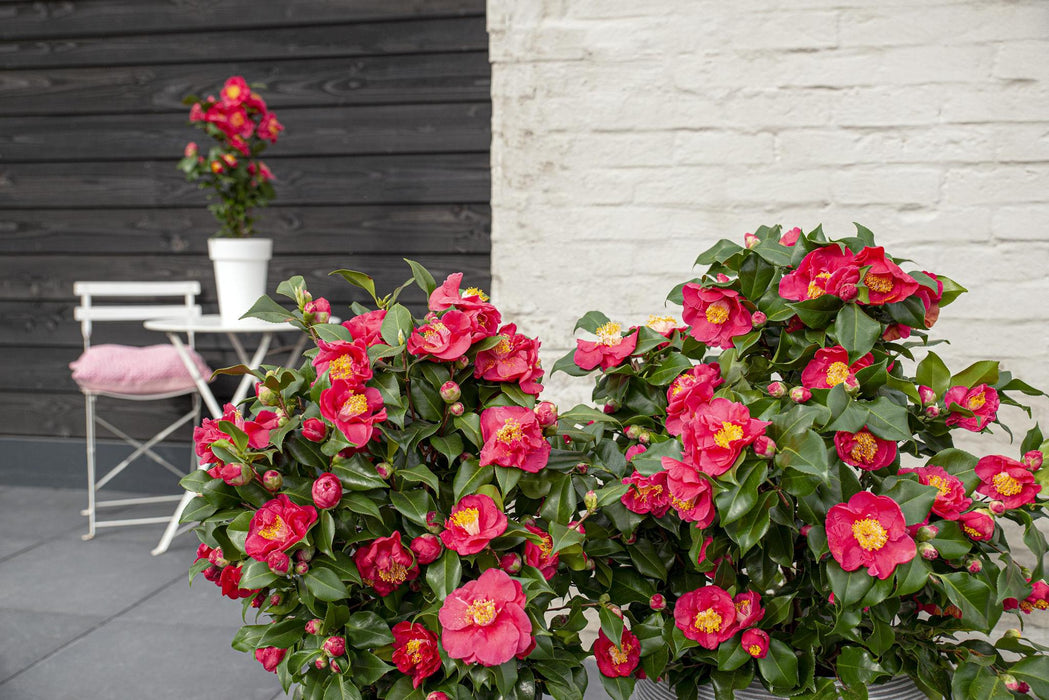 Camelia Japonica 'Dr. Re' - ↨90Cm - Ø29Cm