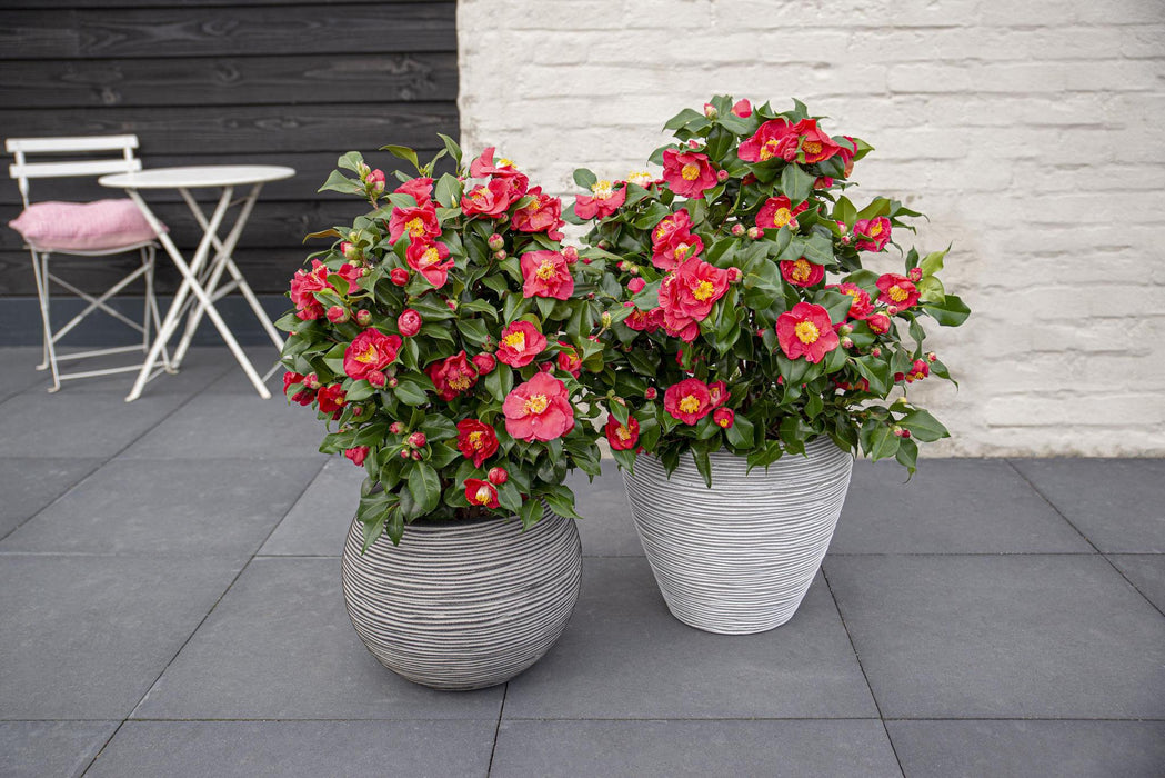 Camelia Japonica 'Dr. Re' - ↨90Cm - Ø29Cm
