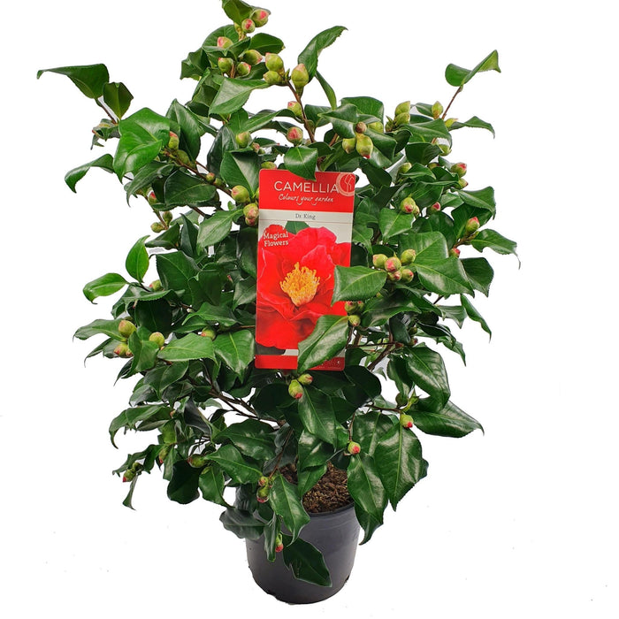 Camelia Japonica 'Dr. Re' - ↨90Cm - Ø29Cm