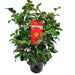 Camelia Japonica 'Dr. Re' - ↨90Cm - Ø29Cm