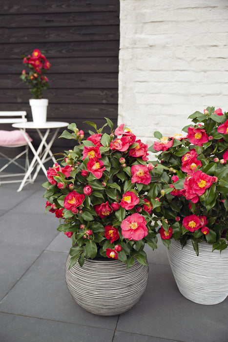 Camelia Japonica 'Dr. Re' - ↨90Cm - Ø29Cm