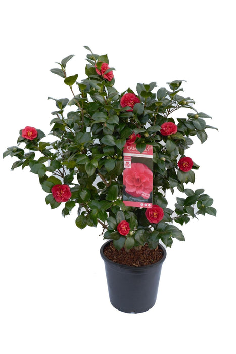 Camelia Japonica 'Lady Campbell' - ↨90Cm - Ø29Cm