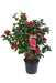Camelia Japonica 'Lady Campbell' - ↨90Cm - Ø29Cm