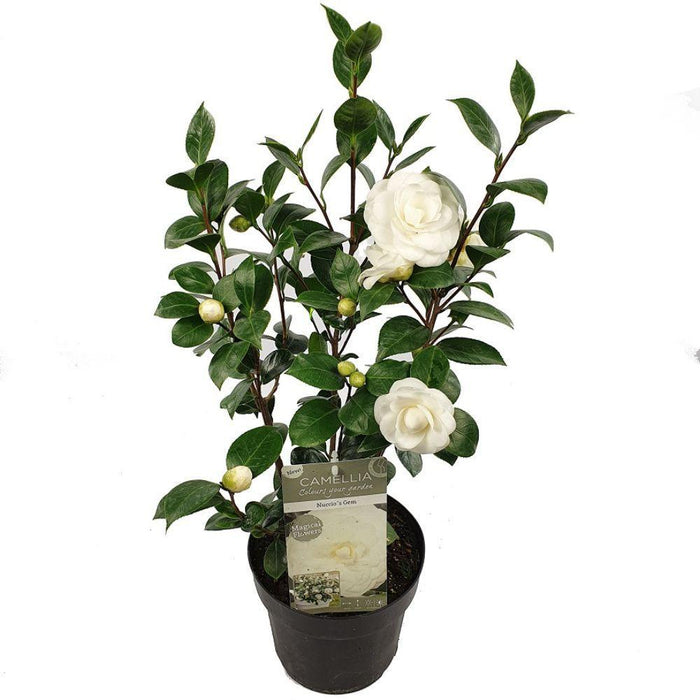 Camelia Japonica 'Nuccio'S Gem' - ↨65Cm - Ø19Cm