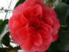 Camelia Japonica. 'Lady Campbell' - ↨55Cm - Ø26Cm