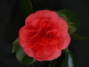 Camelia Japonica. 'Lady Campbell' - ↨55Cm - Ø26Cm