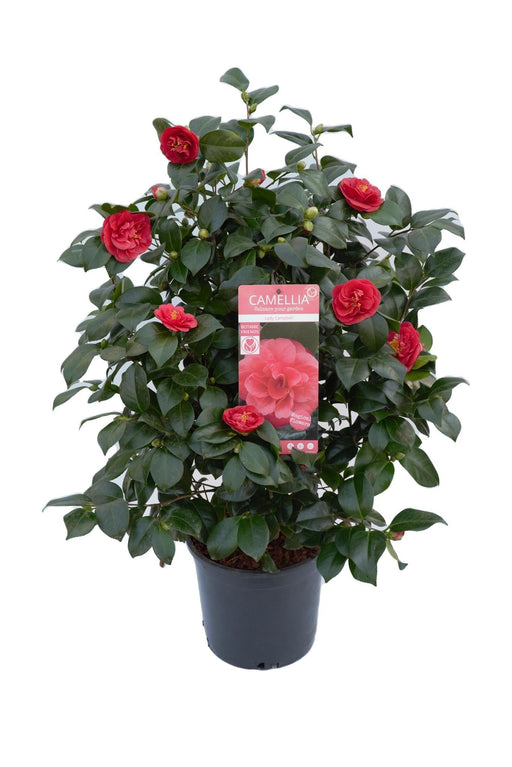 Camelia Japonica. 'Lady Campbell' - ↨55Cm - Ø26Cm
