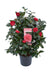 Camelia Japonica. 'Lady Campbell' - ↨55Cm - Ø26Cm