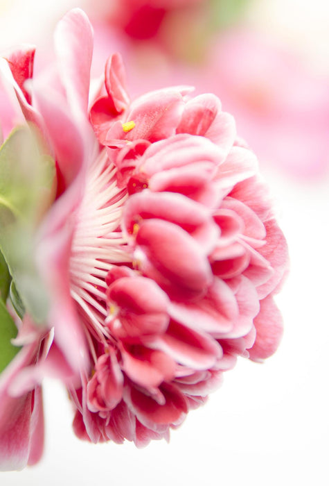 Camelia Japonica. 'Volunteer'® - ↨20Cm - Ø13Cm - Pianta Da Esterno Fiorita