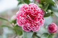Camelia Japonica. 'Volunteer'® - ↨20Cm - Ø13Cm - Pianta Da Esterno Fiorita