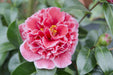 Camelia Japonica. 'Volunteer'® - ↨20Cm - Ø13Cm - Pianta Da Esterno Fiorita