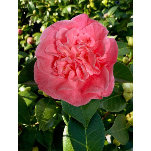 Camelia 'Mary Williams' - ↨70Cm - Ø24Cm - Pianta Da Esterno Fiorita