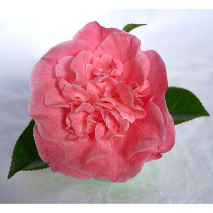 Camelia 'Mary Williams' - ↨70Cm - Ø24Cm - Pianta Da Esterno Fiorita