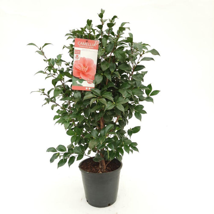 Camelia 'Mary Williams' - ↨70Cm - Ø24Cm - Pianta Da Esterno Fiorita