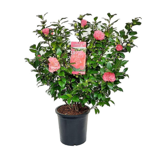 Camelia 'Mary Williams' - ↨70Cm - Ø24Cm - Pianta Da Esterno Fiorita
