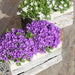 Campanula Addenda Ambella Viola Intenso In Custodia Di Legno