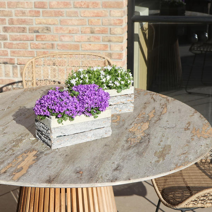 Campanula Addenda Ambella Viola Intenso In Custodia Di Legno