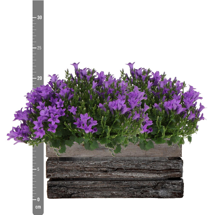 Campanula Addenda Ambella Viola Intenso In Custodia Di Legno