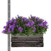 Campanula Addenda Ambella Viola Intenso In Custodia Di Legno