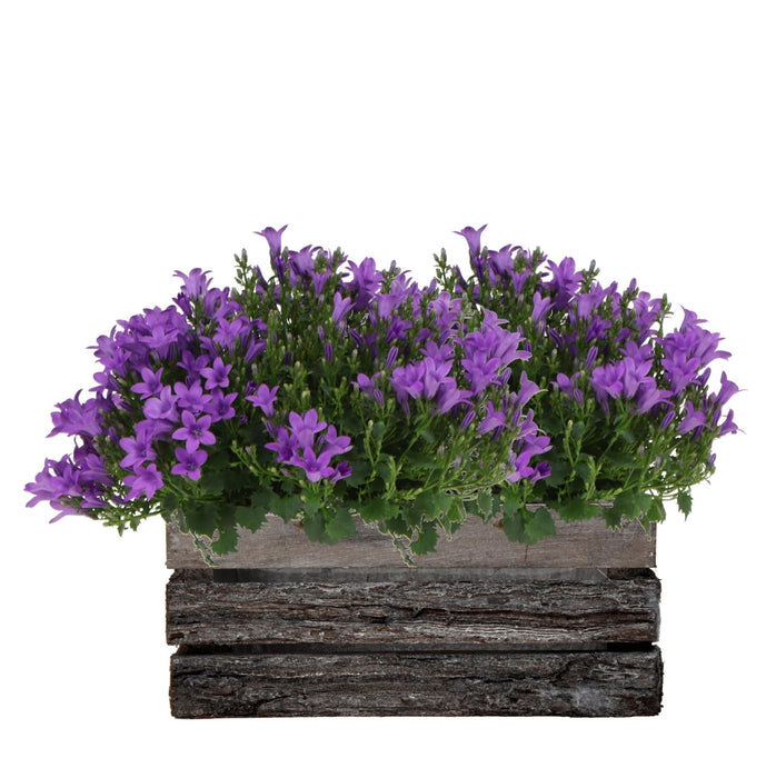 Campanula Addenda Ambella Viola Intenso In Custodia Di Legno