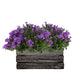Campanula Addenda Ambella Viola Intenso In Custodia Di Legno