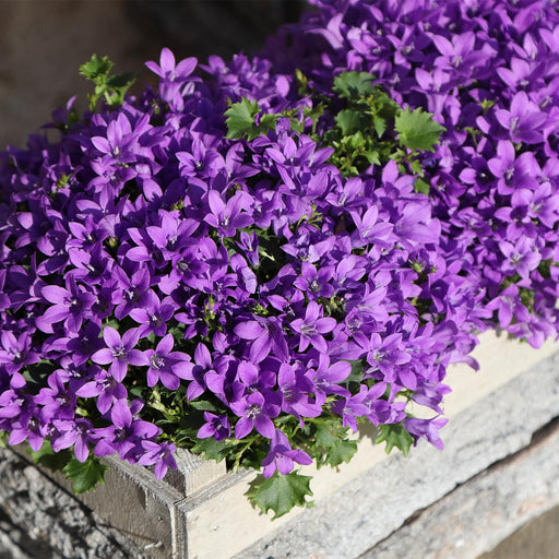 Campanula Addenda Ambella Viola Intenso In Custodia Di Legno