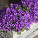 Campanula Addenda Ambella Viola Intenso In Custodia Di Legno