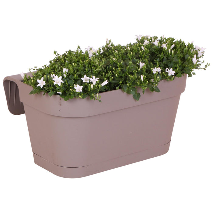 Campanula Addenda White - Balkonbak Taupe - 3 Vasi Inclusi