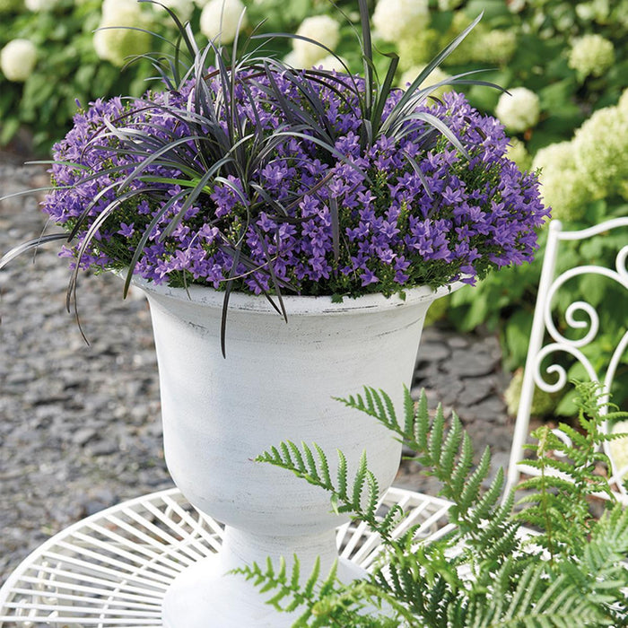 Campanula Addenda Viola - Set Di 6 Piante Facadier