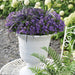 Campanula Addenda Viola - Set Di 6 Piante Facadier