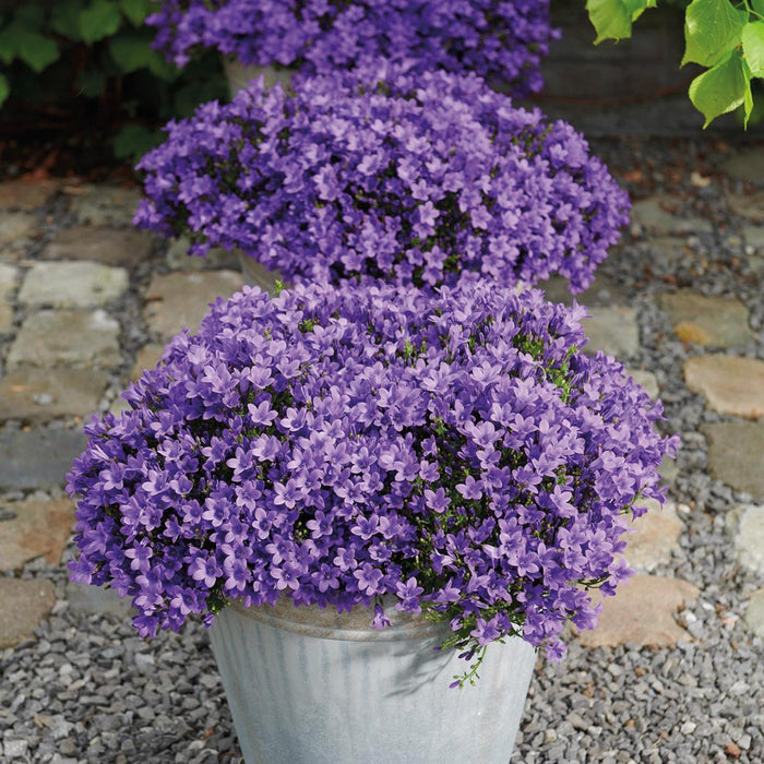 Campanula Addenda Viola - Set Di 6 Piante Facadier