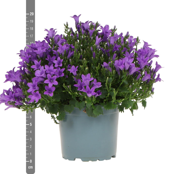 Campanula Addenda Viola - Set Di 6 Piante Facadier