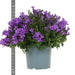 Campanula Addenda Viola - Set Di 6 Piante Facadier