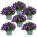 Campanula Addenda Viola - Set Di 6 Piante Facadier