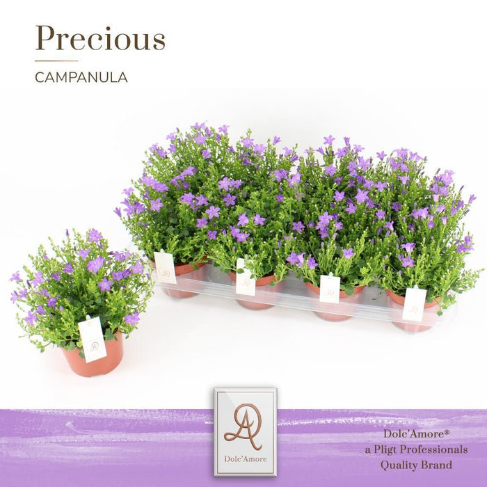 Campanula D12Cm H22Cm