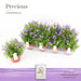 Campanula D12Cm H22Cm