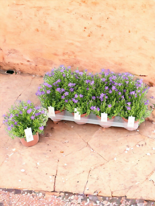 Campanula D12Cm H22Cm