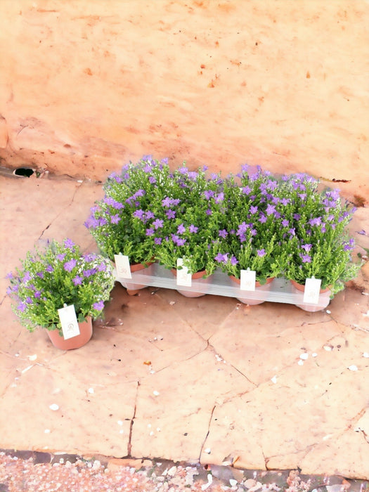 Campanula D12Cm H22Cm