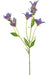Campanula Di Seta Viola