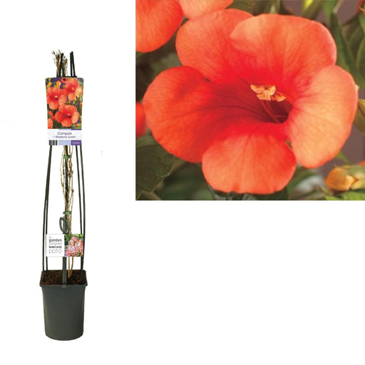 Campsis Bignone Arancio D23Cm H115Cm