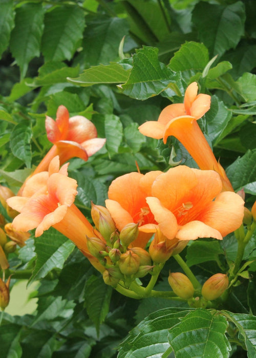 Campsis 'Estate Indiana'