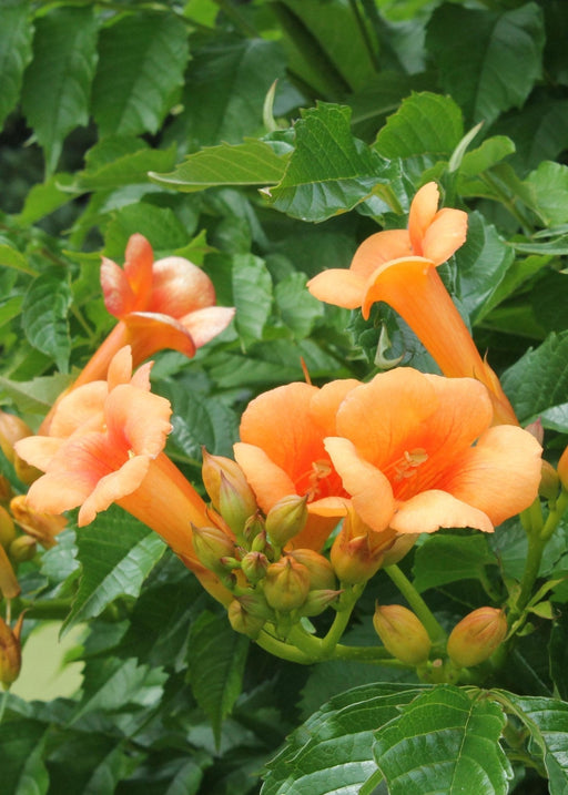 Campsis 'Estate Indiana'