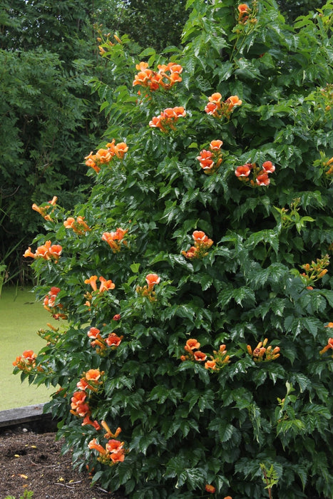 Campsis 'Estate Indiana'