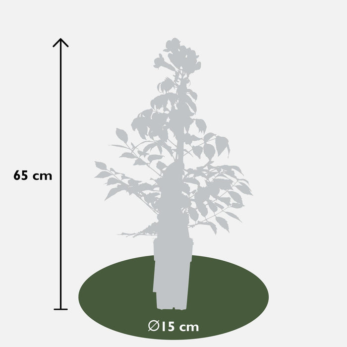 Campsis Summer Jazz 'Tromba Di Fuoco'
