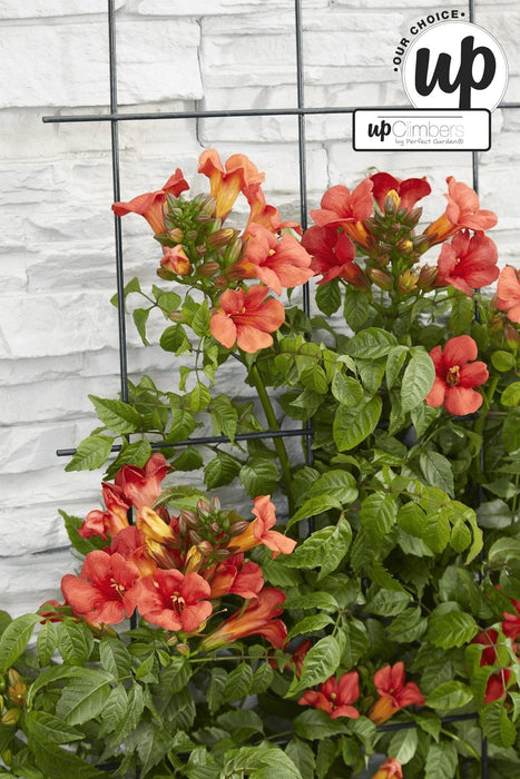 Campsis Summer Jazz 'Tromba Di Fuoco'