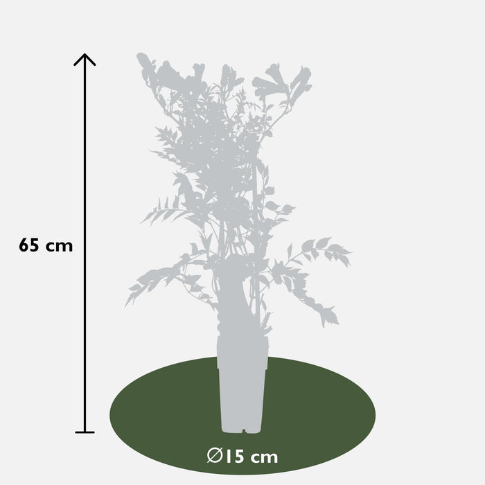 Campsis Summer Jazz 'Tromba d'Oro'