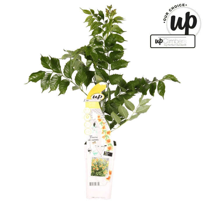 Campsis Summer Jazz 'Tromba d'Oro'