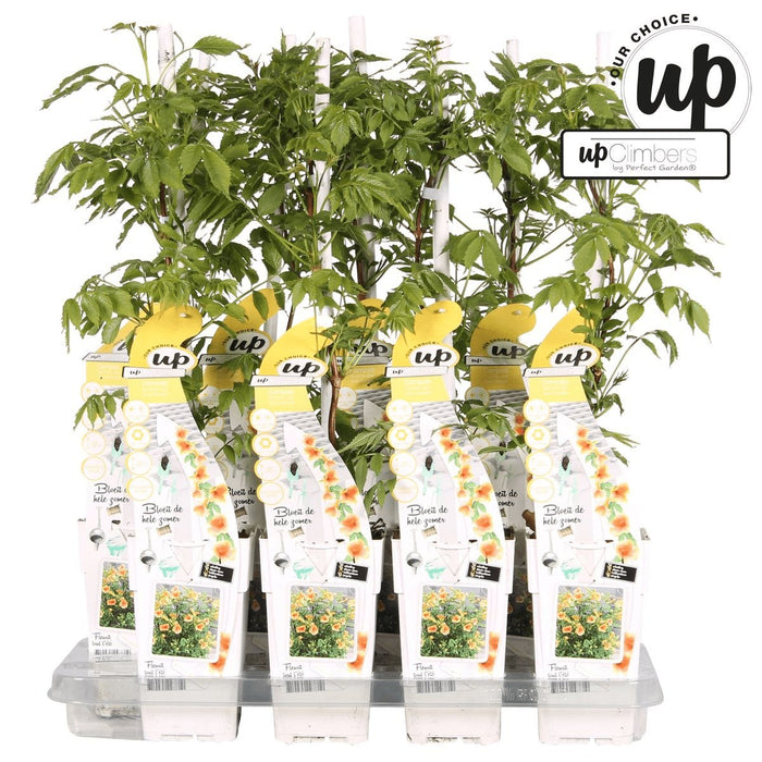 Campsis Summer Jazz 'Tromba d'Oro'