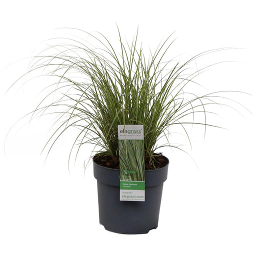 Carex Bruniena 'Variegata' - ↨30Cm - Ø14 - Erbe - Pianta Da Esterno